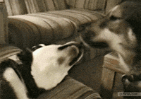 french kiss GIF