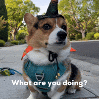 What Are You Doing GIF