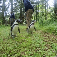 Oregon Zoo Takes Penguins on Ridiculously Cute Forest Field Trip