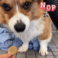Corgi Milo GIF
