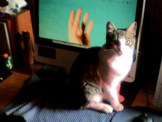 janosotocossio giphyupload cat emo hand skateboarding noise experimental chile gato love GIF