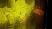 asaprocky asap rocky kids turned out fine GIF