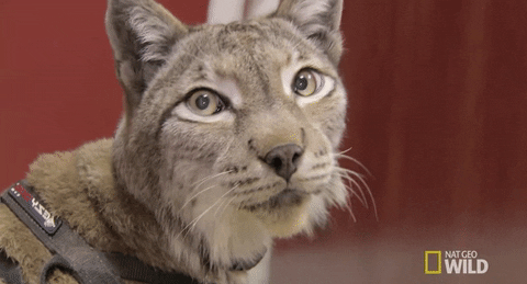 Nat Geo Wild Cat GIF by Dr. K's Exotic Animal ER