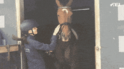 Jump Kiss GIF by FEI Global