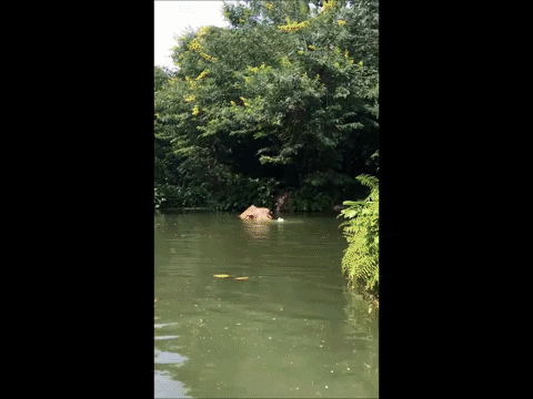 lesleywake giphygifmaker GIF