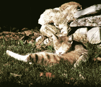cat GIF by hoppip
