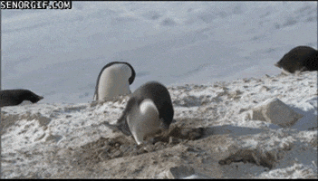 Penguins Rocks GIF