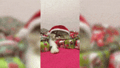 cat wo GIF