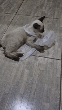 Cat F GIF