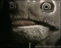 un comedia GIF