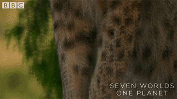 Unimpressed Eyes GIF by BBC Earth