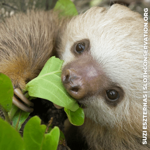 slothconservation giphygifmaker eating vegan tasty GIF