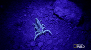 united states of animals GIF by Nat Geo Wild 