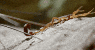 wildlife scorpion GIF