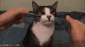 cat flossing GIF by Cheezburger