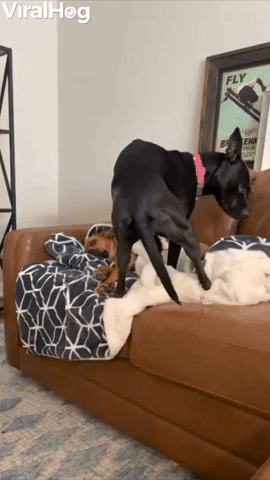 Dog Sits Without Permission Her Eyes Say It All