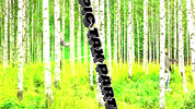 Windows95Man GIF by Verohallinto