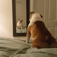 English Bulldog Is Quite Confused by His Own Reflection