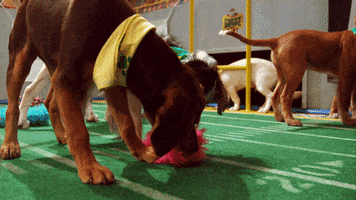 animal planet dog GIF by Puppy Bowl