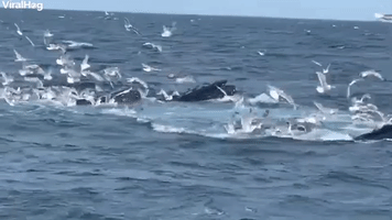 Humpback Whales Feeding