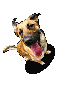 Cleveland Dog Training Sticker by Boss K9