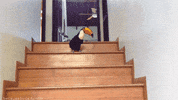 tou GIF