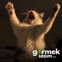Cat Yes GIF by Görmek Lazım