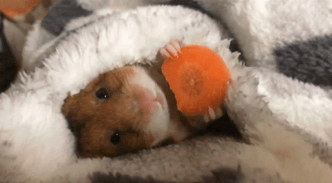 hamster eating GIF