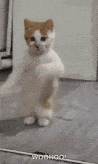 DMAshura dance cat meme giphycreatortest GIF