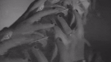 Heavy Metal GIF by Machine Head