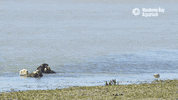 Sea Otters Shorebird GIF by Monterey Bay Aquarium