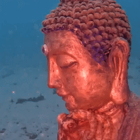 Stuck on You: Octopus and Starfish Cling to Submerged Buddha Statue