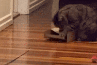 leonfritzkitties cat kitty kitty cat keep trying GIF