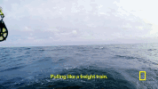 natgeochannel  GIF