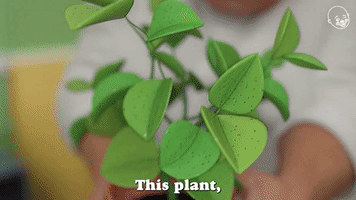 This Plant Is Your Responsibility
