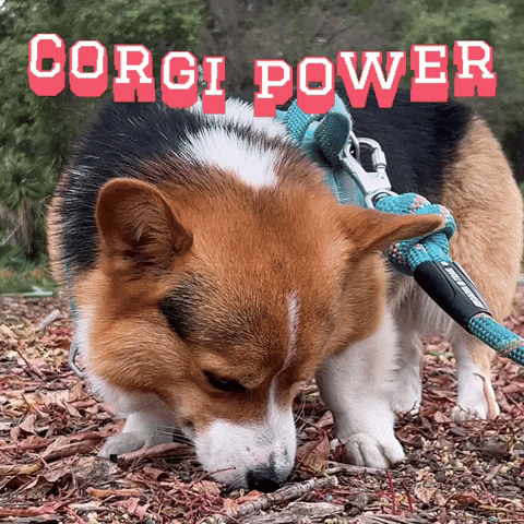 Corgi Milo GIF