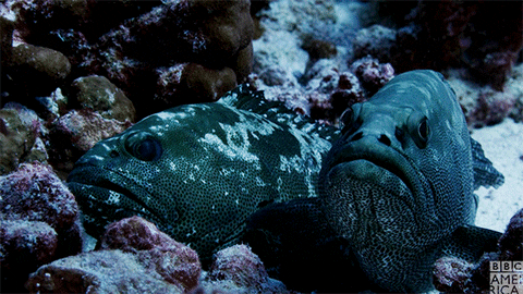 blue planet fish GIF by BBC America