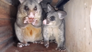 Possum Mama and Her Baby Squabble Over Fruit