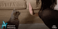bbc cat cats bbc high five GIF