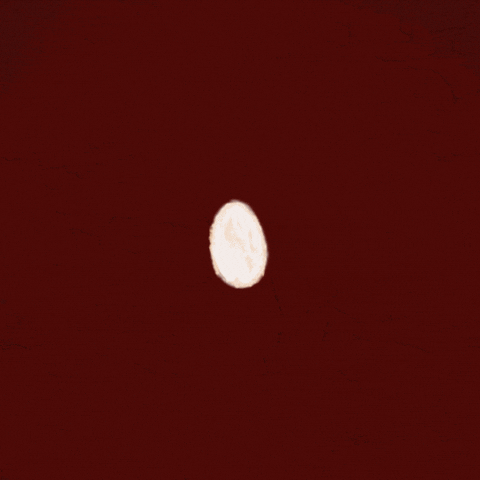 Barn Owl GIF