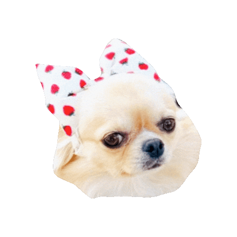 Cavalierkingcharlesspaniel Sticker