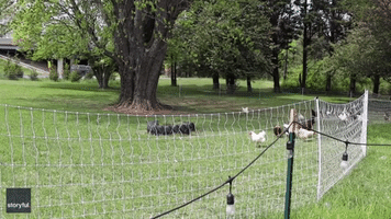 A-maize-ing: Maryland Man Feeds Chickens With Homemade Popcorn Blaster