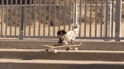 Dogs Skateboarding GIF by jOnNy'S wOrLd