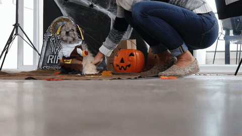 halloween dogs in costume GIF by DogVacay