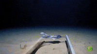 Hagfish Web of Slime | Expedition Deep Ocean
