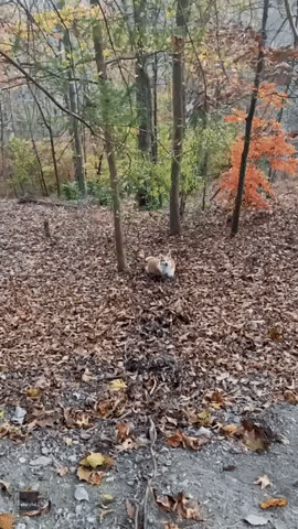 Corgi Prances Through Leaf Pile During Fall Hike in Kentucky