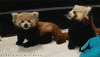 red panda kiss GIF