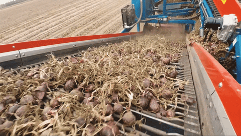 ASA-LIFT giphyupload vegetables onion harvest GIF