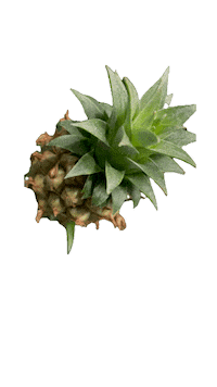 Fruit Hawaii Sticker by Global Tara Entertainment