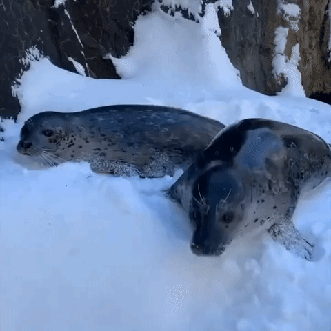 Playful Seals Enjoy Winter Weather at Oregon Zoo